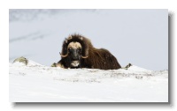 Musk Ox_ANL_8138